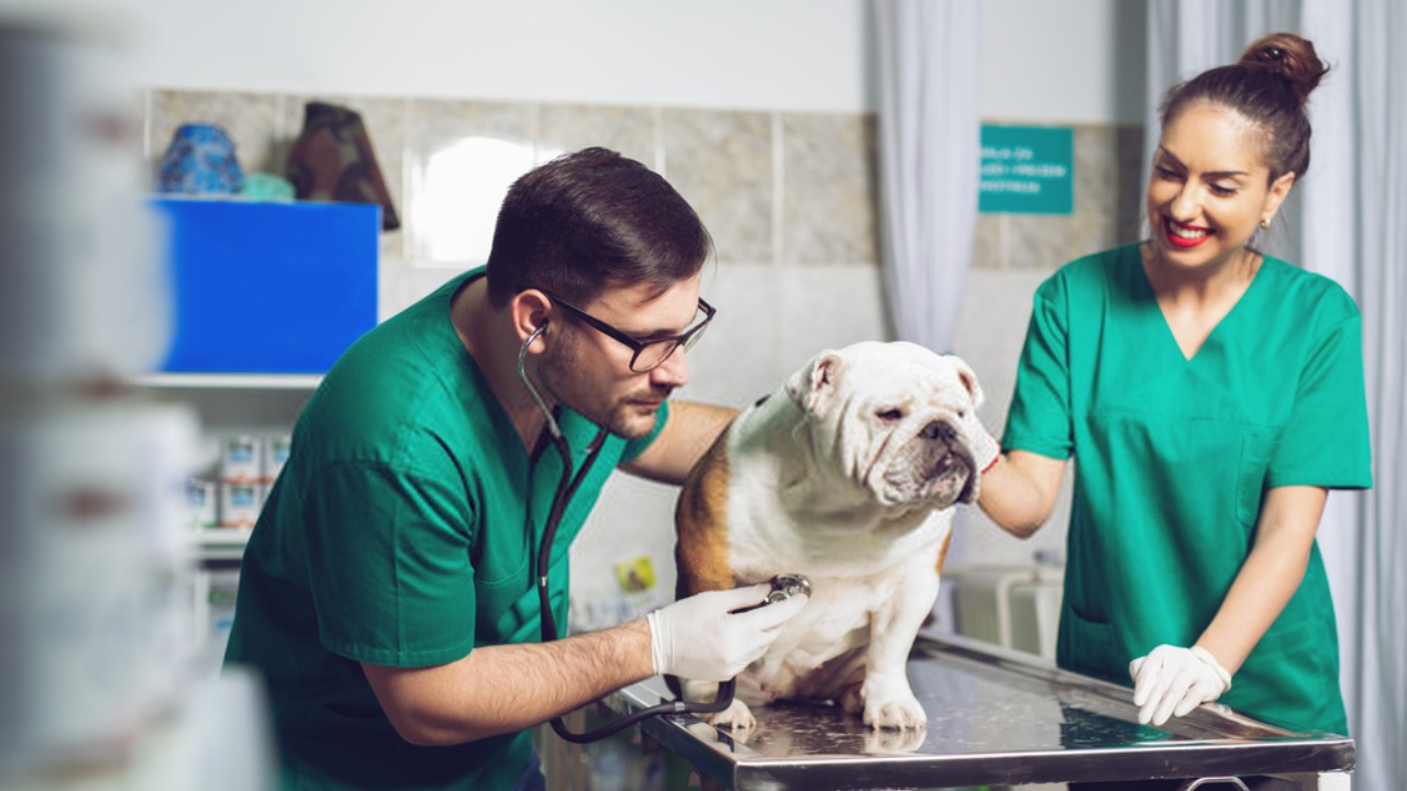 How Much Do Vet Assistants Make in California